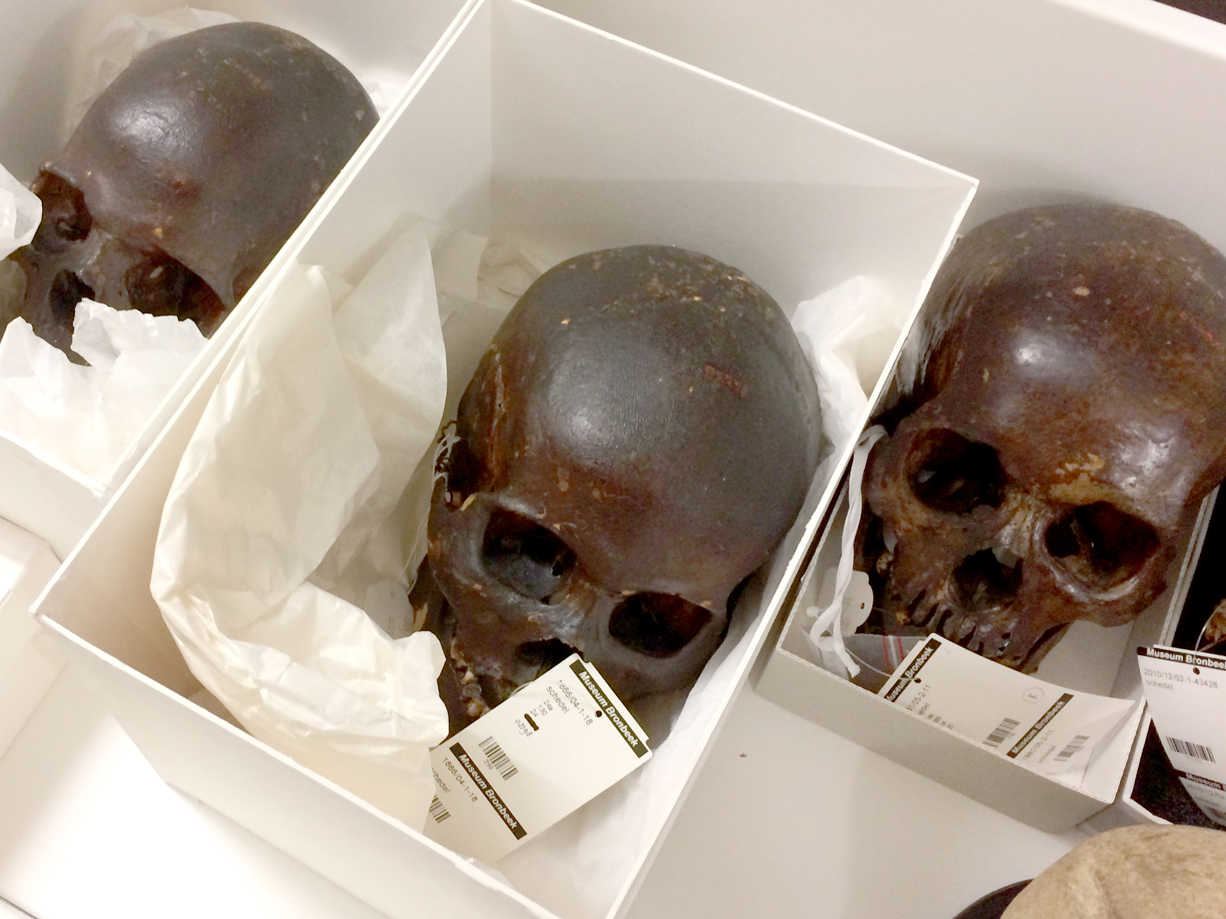 The-Archive-Series - human skull captivated in the archive of Bronbeek Museum Arnhem